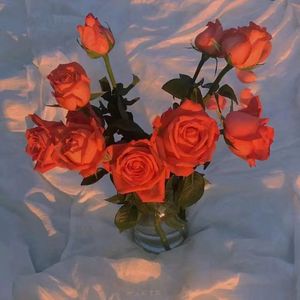 麻豆精品视频入口
